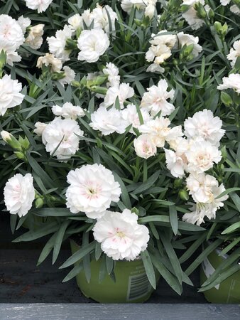 Dianthus white