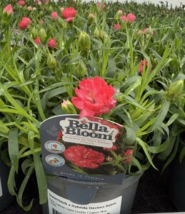 DIANTHUS x Hybrida Davinci Salmon