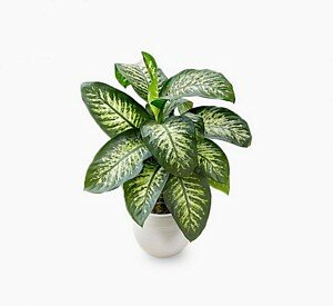 Dieffenbachia seguine lemon tr