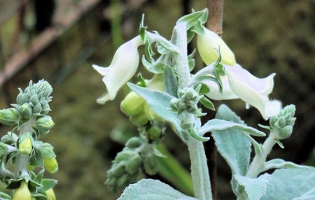 Digitalis ice queen pinke