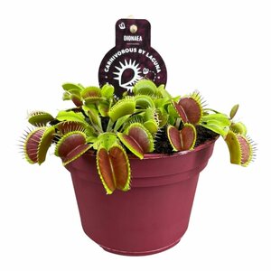 Dionaea muscipula 'Venus Flytrap'