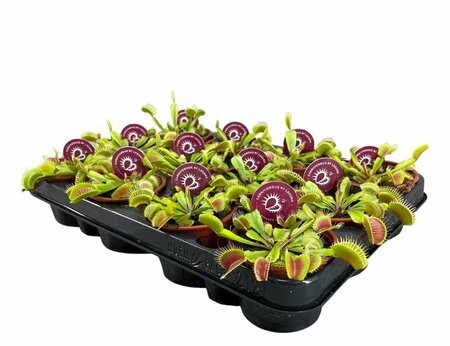 Dionaea muscipula 'Venus Flytrap'