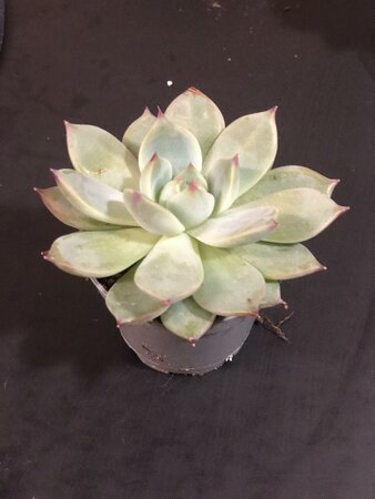 Echeveria 'Parva'