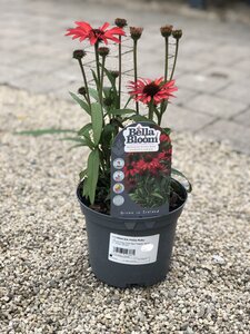 ECHINACEA Prima Ruby - image 1