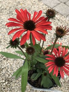 ECHINACEA Prima Ruby - image 2