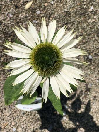 ECHINACEA purp. Virgin - image 1