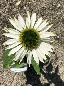 ECHINACEA purp. Virgin - image 1