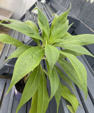 Echium pininana - image 1