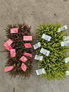 Erica carnea 'Winter Ladies'® mix