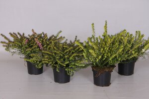 Erica  darleyensis mixed