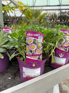 Erigeron 'Sea Breeze' ®