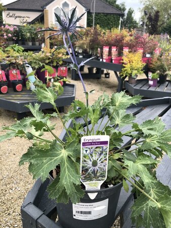 ERYNGIUM Big Blue