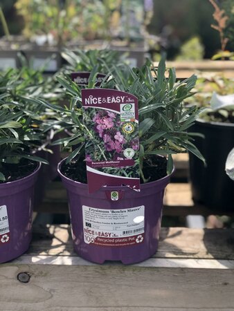 Erysimum 'Bowles Mauve'