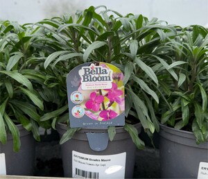 ERYSIMUM Bowles Mauve