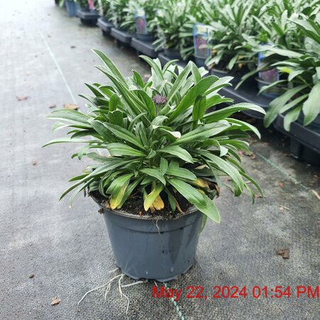 ERYSIMUM Bowles Mauve PN/RH/KR