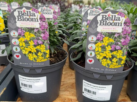 ERYSIMUM Fragrant Sunshine