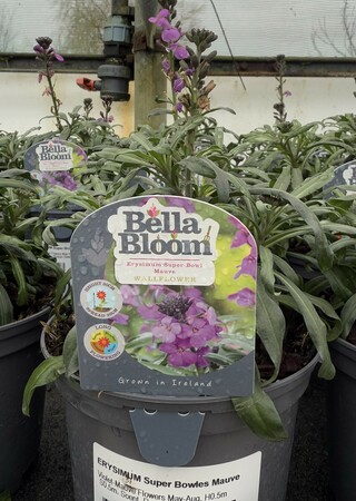 ERYSIMUM Super Bowles Mauve