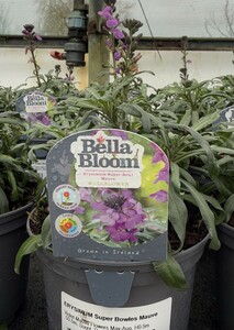 ERYSIMUM Super Bowles Mauve