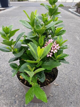 ESCALLONIA PINK ELLE