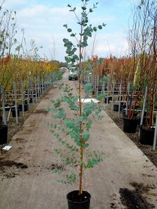 EUCALYPTUS GUNNII - image 1