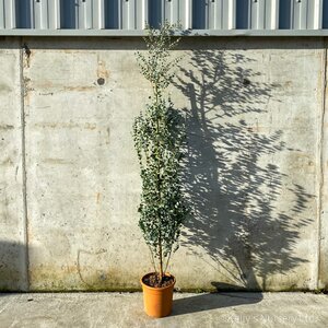 Eucalyptus gunnii 'Azura'®