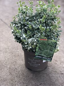 EUONYMUS F. EMERALD GAIETY