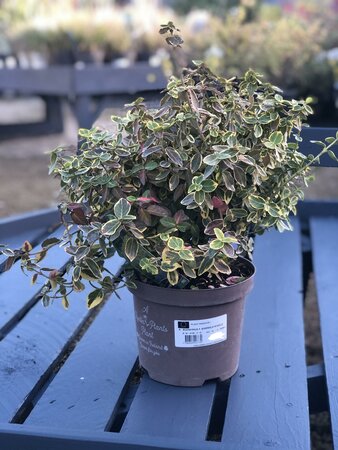 EUONYMUS F. EMERALD N'GOLD