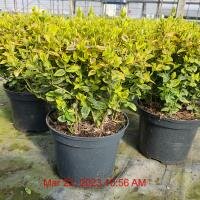 EUONYMUS for. Emerald n Gold