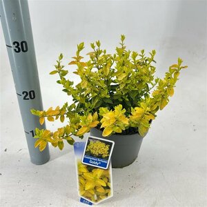 Euonymus fort. 'Goldy'®
