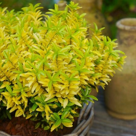EUONYMUS JAP. HAPPINESS