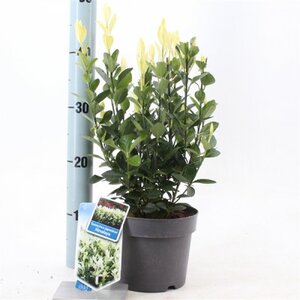 Euonymus jap.himalaya