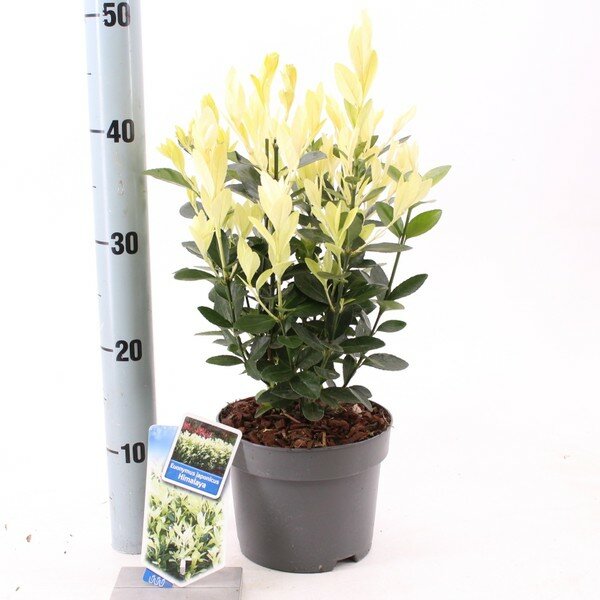 Euonymus himalaya 2025