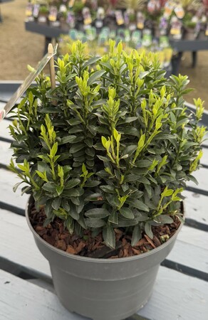 EUONYMUS jap. Microphyllus 20-25cm Ball