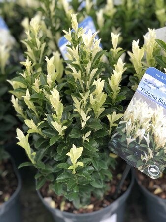 Euonymus jap Paloma Blanca