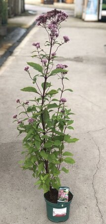 Eupatorium mac. 'Atropurpureum - image 1