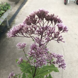 Eupatorium mac. 'Atropurpureum - image 2