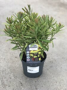 EUPHORBIA Ascot Rainbow