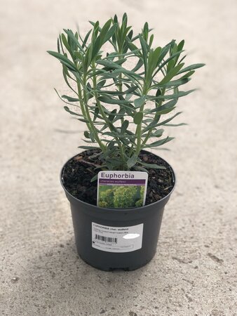 EUPHORBIA char. wulfenii