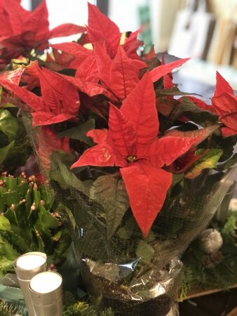 Euphorbia (Poinsettia) 'Jester Red'