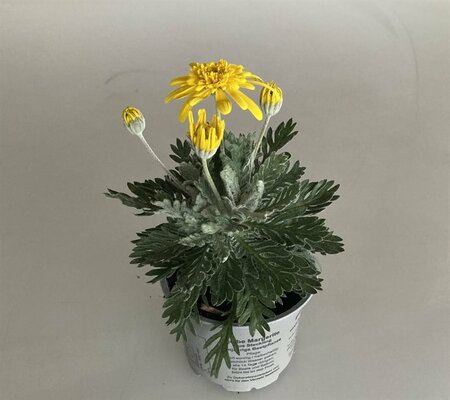 Euryops pectinatus 'Silver Star'