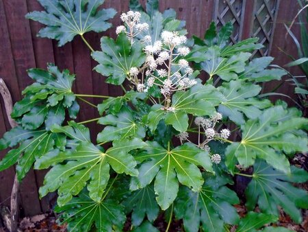 Fatsia Jap