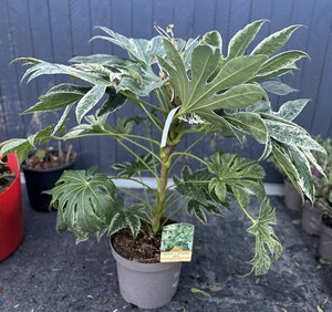 FATSIA JAPONICA SPIDERS WEB