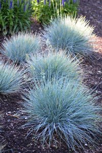 FESTUCA GLAUCA INTENS BLUE