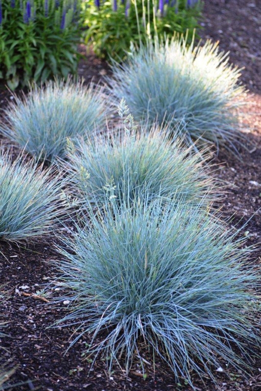 FESTUCA GLAUCA INTENS BLUE - D and M Garden Centre