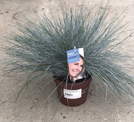 FESTUCA glauca Intense Blue