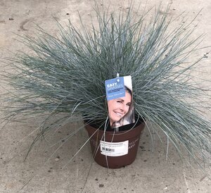 FESTUCA glauca Intense Blue