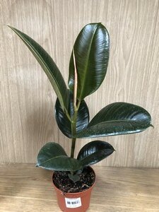 Ficus  elastica  mixed