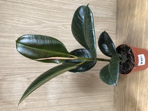 Ficus  elastica  mixed