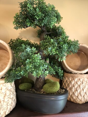 Ficus mini Bonsai