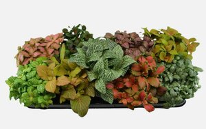 Fittonia mix